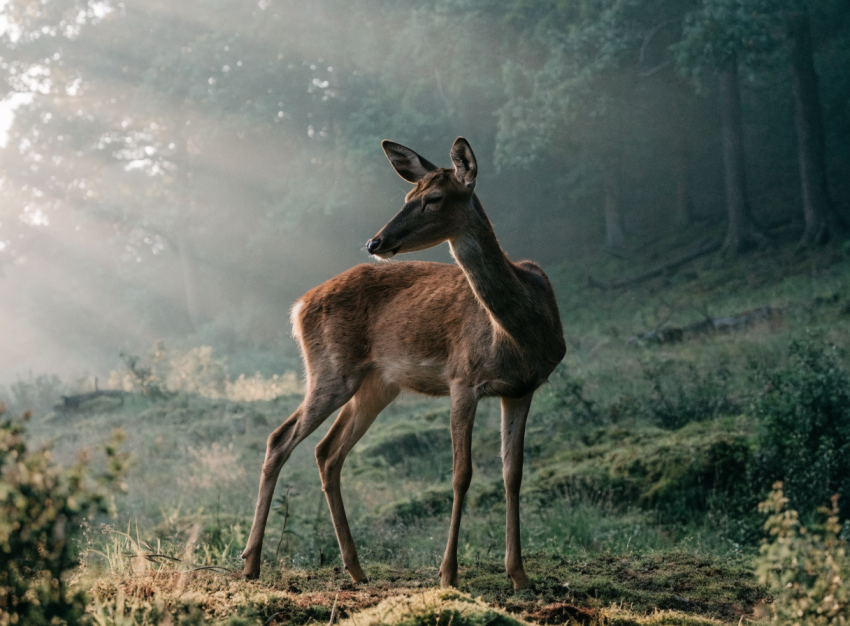 Natur & Lebendigkeit