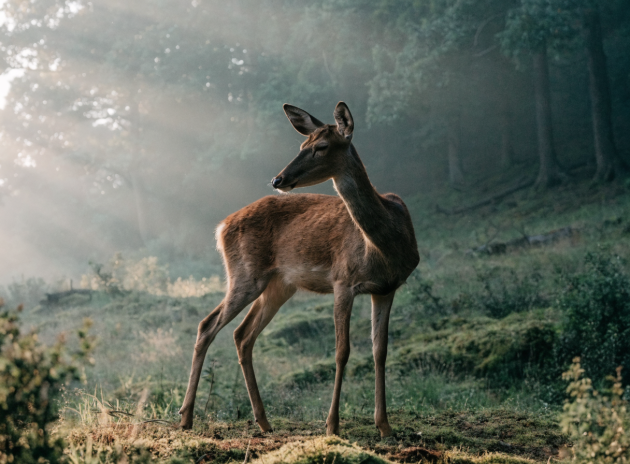 Natur & Stille