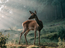 Natur & Lebendigkeit